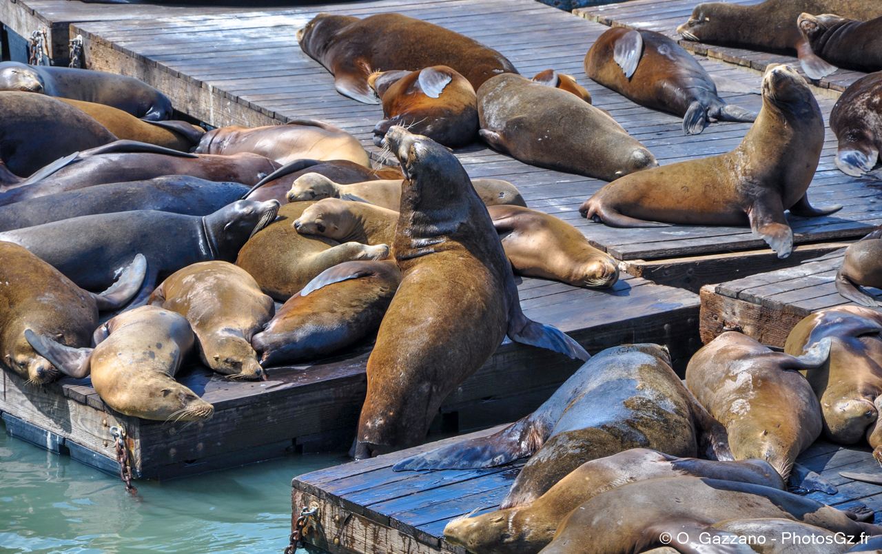 Lions de mer / San francisco